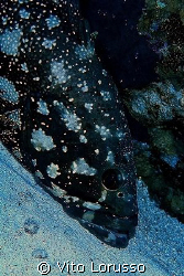 Fishs by Vito Lorusso 